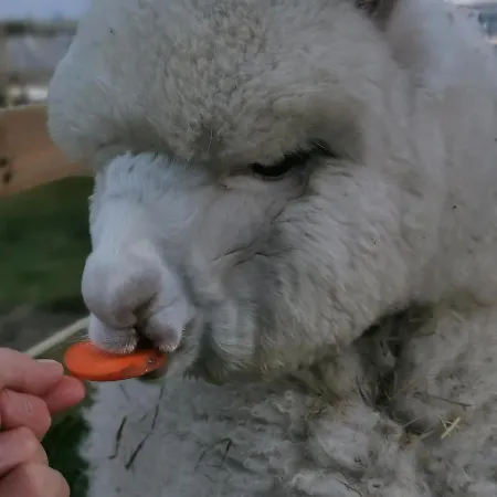 Przystan Jastrzebia Z Alpakami *