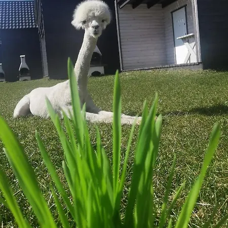 Przystan Jastrzebia Z Alpakami *