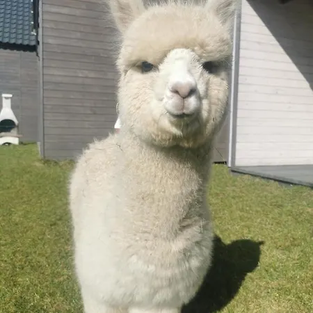 Przystan Jastrzebia Z Alpakami Holiday home Jastrzebia Gora