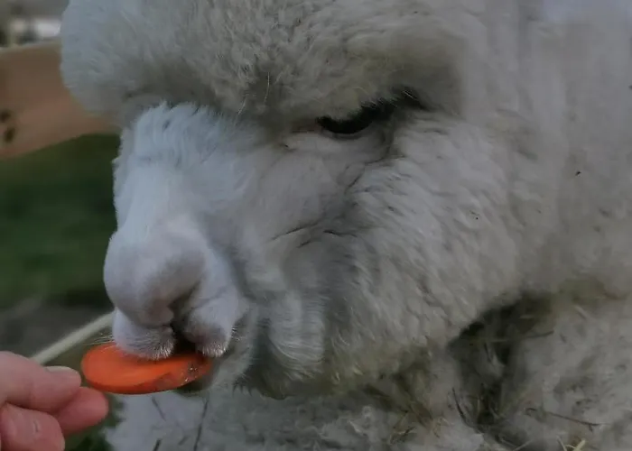 Przystan Jastrzebia Z Alpakami *