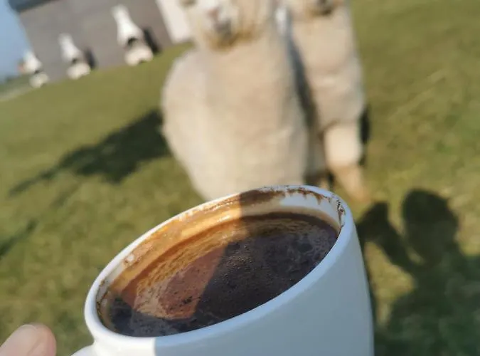 Przystan Jastrzebia Z Alpakami * Jastrzębia Góra