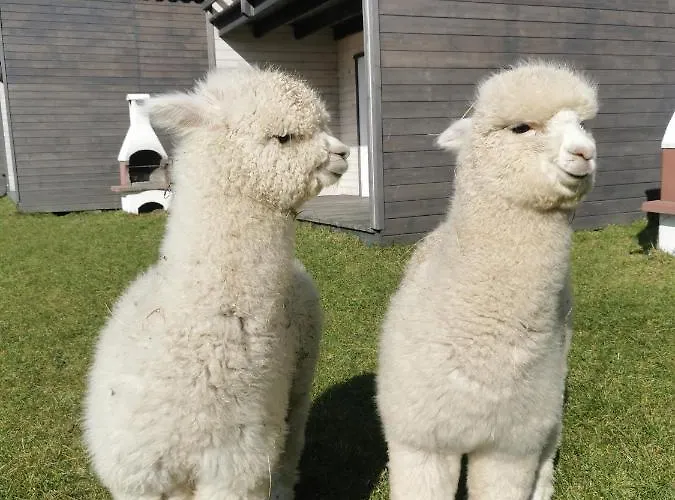 Przystan Jastrzebia Z Alpakami بيت للعطل Jastrzębia Góra