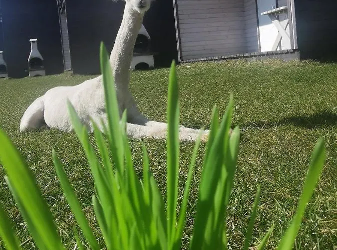 Przystan Jastrzebia Z Alpakami *