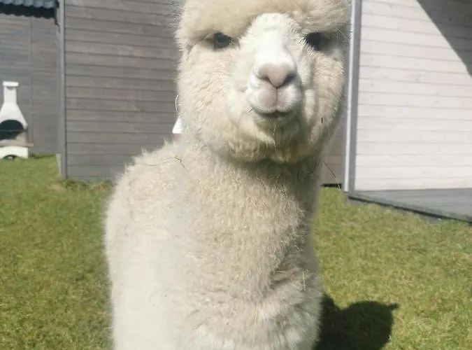 Przystan Jastrzebia Z Alpakami بيت للعطل Jastrzębia Góra